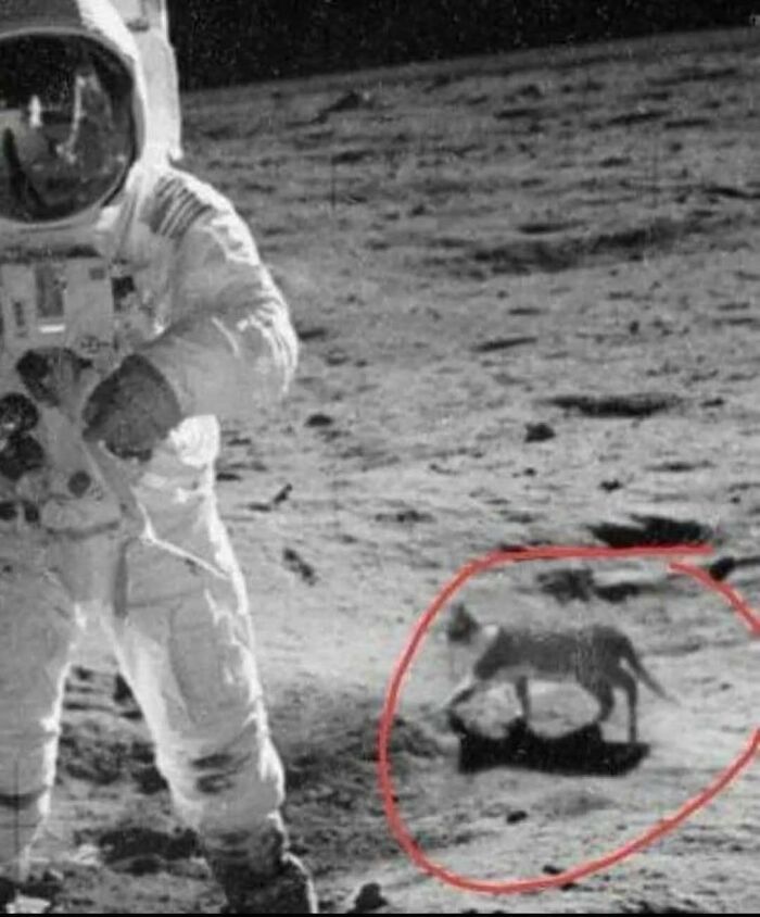 Astronaut on the moon with a mysterious animal figure circled in red, a funny twist for animal memes about heavy thoughts.