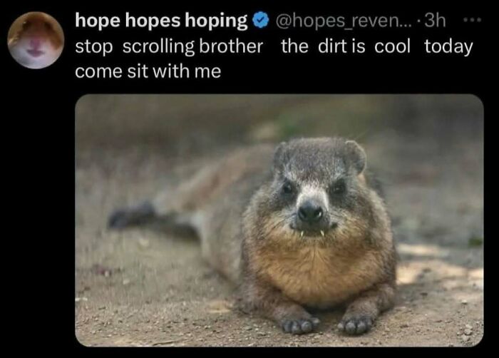 Cute groundhog lying on dirt with caption inviting to stop scrolling, featured in popular animal memes for stress relief.