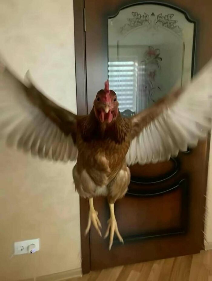 Brown chicken with wings spread wide indoors in front of a wooden door, a funny animal meme to lighten heavy thoughts.