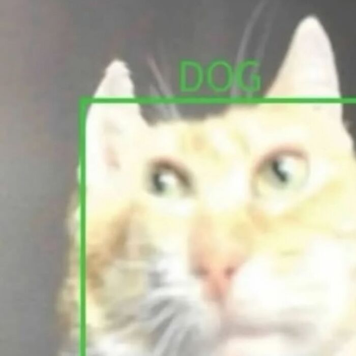 Blurry close-up of a cat misidentified as a dog in a humorous animal meme for lighthearted relief.