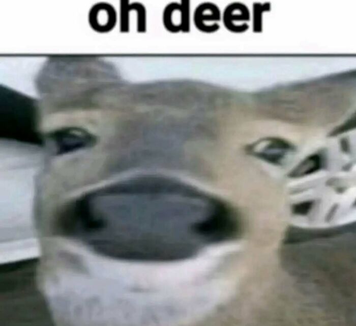 Close-up of a deer with a blurred face and the text oh deer, an animal meme to help forget heavy thoughts.