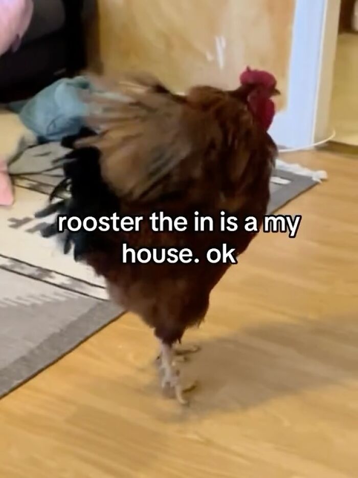 Rooster walking indoors on wooden floor, an animal meme that helps people forget heavy thoughts with humor.