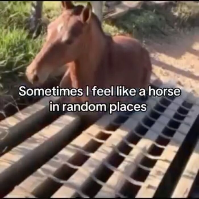 Horse lying between wooden beams with text humor about feeling like a horse in random places in animal memes.