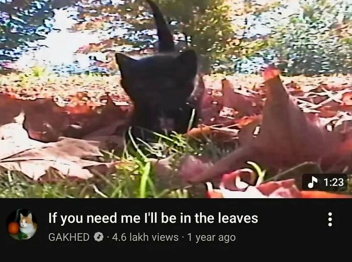 Black cat hiding among autumn leaves in a calm outdoor setting, a perfect example of cute animal memes.