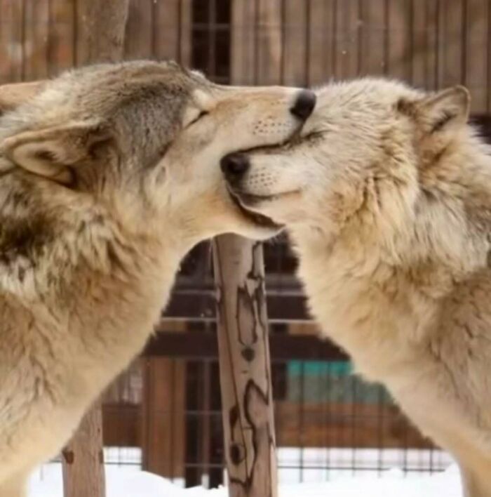 Two wolves nuzzling affectionately, showcasing a tender moment in a natural outdoor setting with a snowy background.