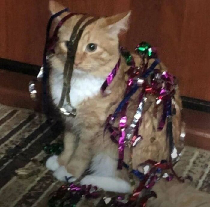 Orange cat covered in colorful party streamers sitting on a patterned rug in a home setting, an animal meme scene.