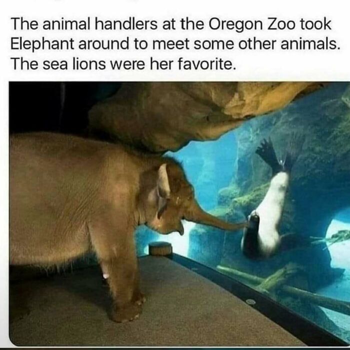 Elephant meeting a sea lion through glass at Oregon Zoo, one of many animals delighting us with their antics in 2025.