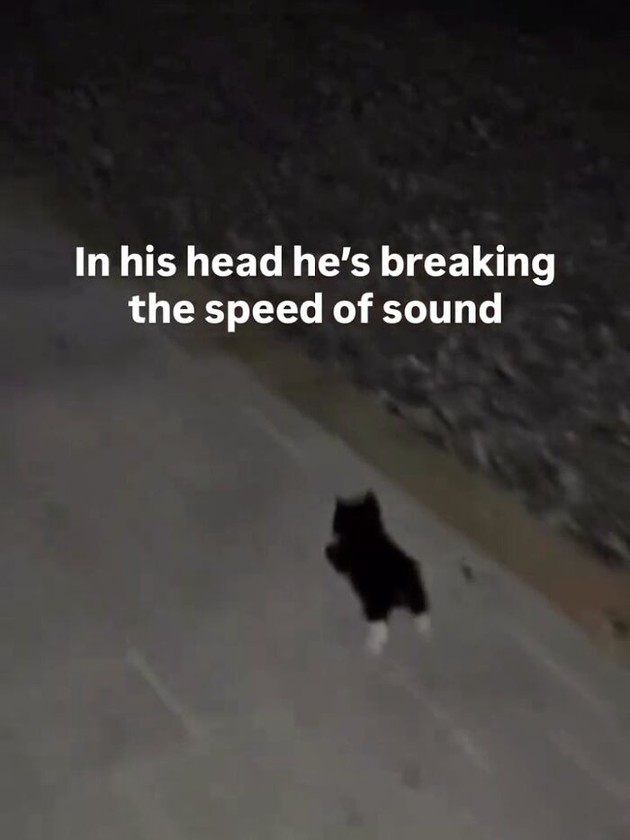 Small black and white animal running on pavement at night with caption about breaking the speed of sound, animal memes.