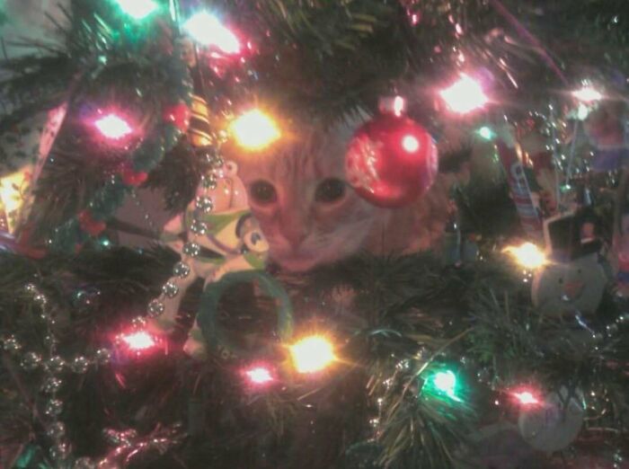 Orange cat hiding in a decorated Christmas tree with colorful lights and festive ornaments in a cozy setting.