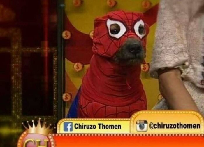 Dog dressed in a homemade Spiderman costume featured in funny animal memes to lighten heavy thoughts.
