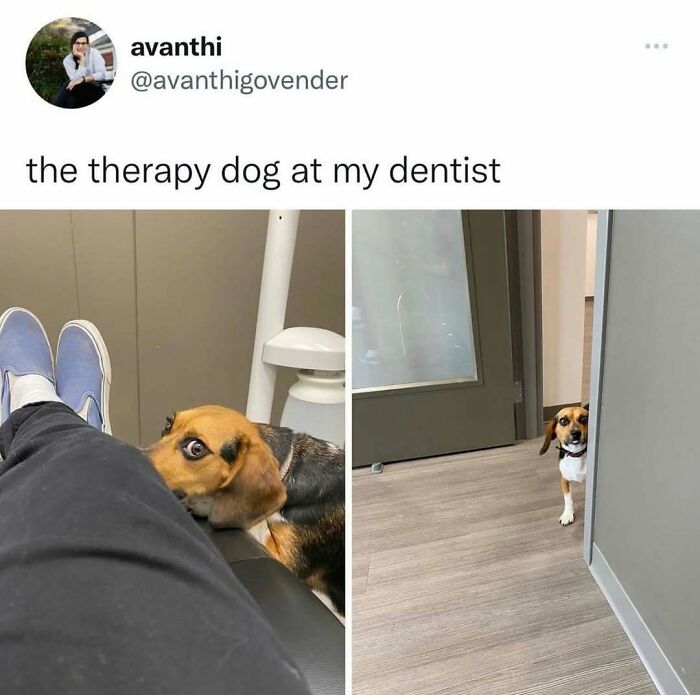 Cute therapy dog at the dentist office in animal memes that help people forget heavy thoughts with humor and warmth