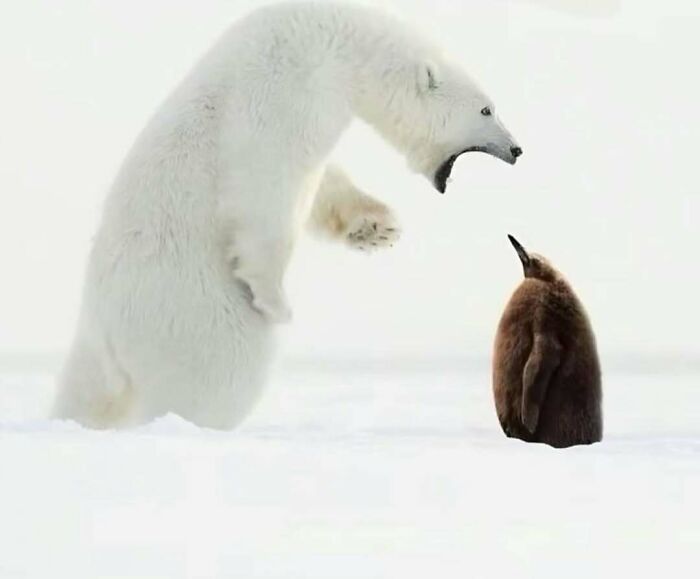 Polar bear and penguin in the snow captured in a playful moment, featured in popular animal memes.