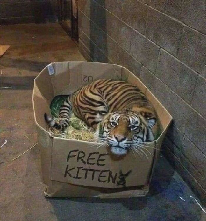 Tiger lying in a cardboard box labeled free kittens, showcasing funny animal antics resulting in memes.