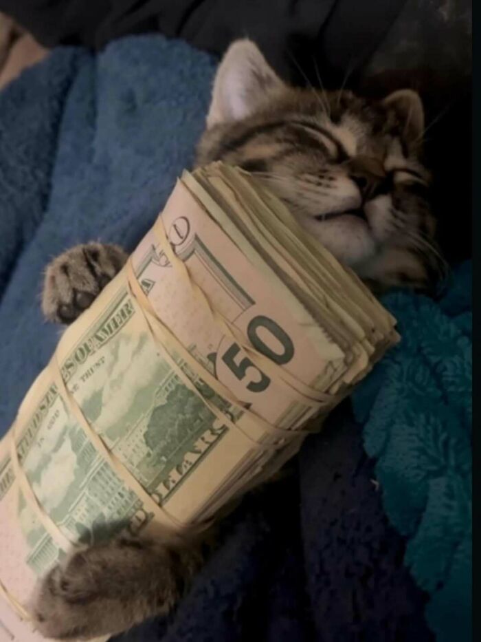A relaxed cat holding a large stack of US dollar bills, creating a humorous animal meme to lighten heavy thoughts.