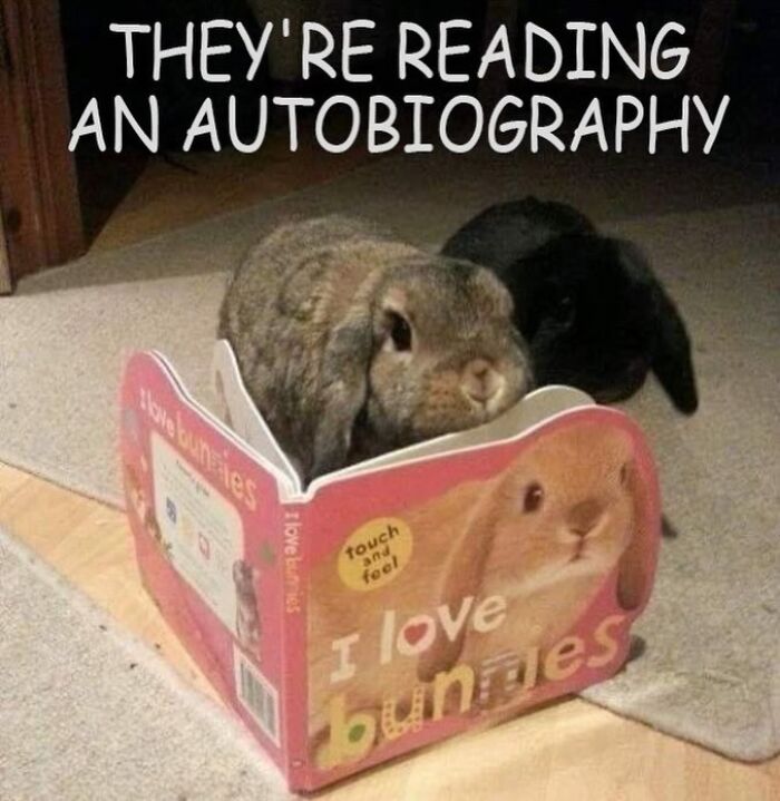 Two rabbits appearing to read a bunny book together, a cute animal meme helping lighten heavy thoughts.