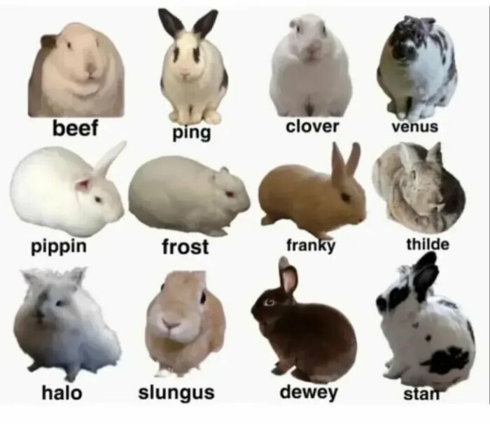 Twelve adorable rabbits with different colors and names, part of popular animal memes to lighten heavy thoughts.