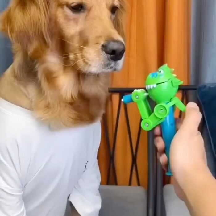 Golden retriever wearing a white shirt looking at a green dinosaur toy held by a hand, animal memes concept.