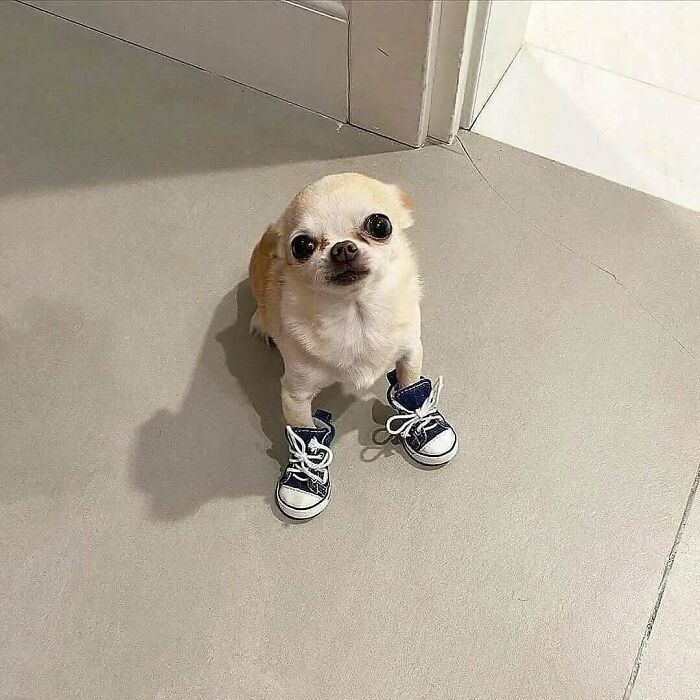 Small dog wearing tiny sneakers sitting on a tiled floor in a humorous animal meme style.