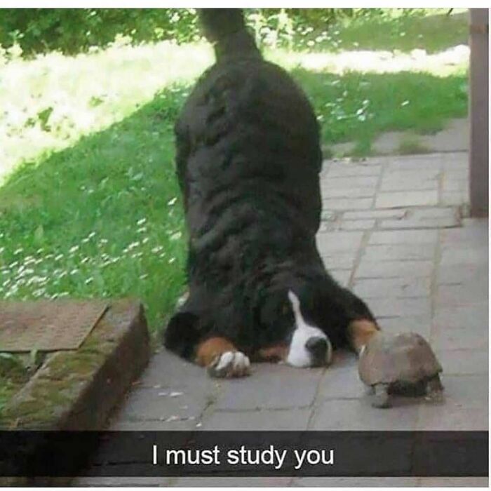 Bernese Mountain Dog closely observing a small tortoise outside, a funny animal meme helping people forget heavy thoughts.