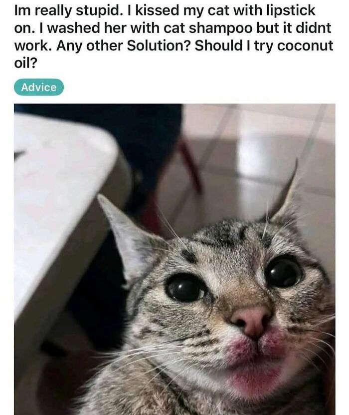 Close-up of a cat with lipstick-stained lips in a humorous animal meme helping people forget heavy thoughts.