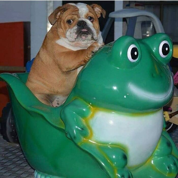 Bulldog puppy sitting on a large green frog statue, showcasing cute animal memes helping people forget heavy thoughts.