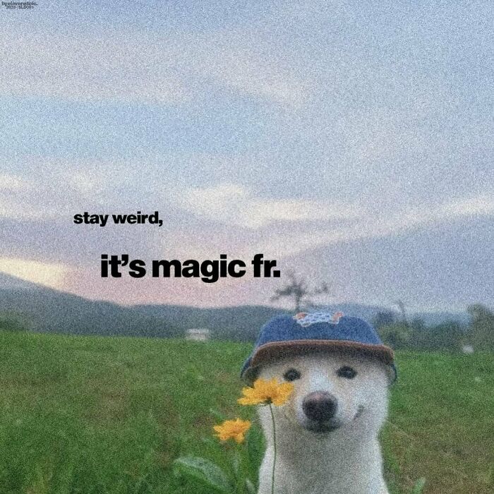 White dog wearing a blue cap in a field holding yellow flowers, a cute animal meme to help forget heavy thoughts.