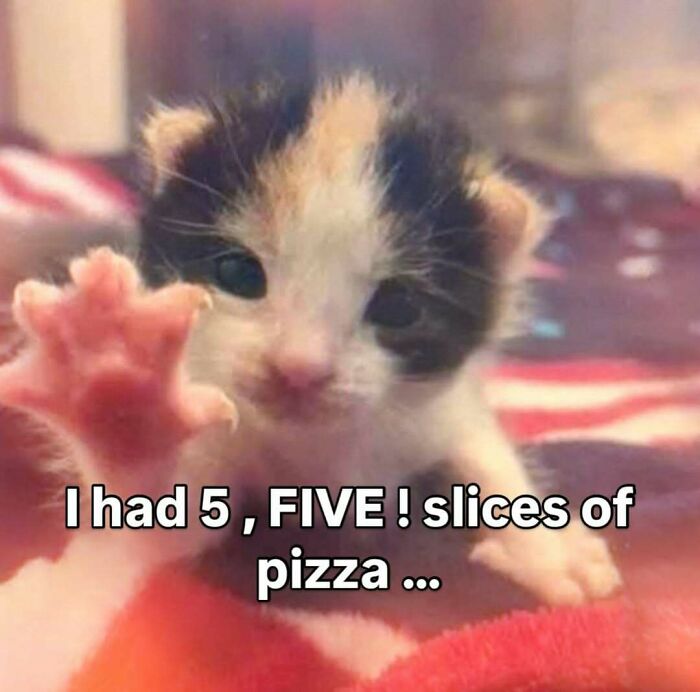 A close-up of a kitten reaching out, featured in a humorous animal meme to lighten heavy thoughts and stress.