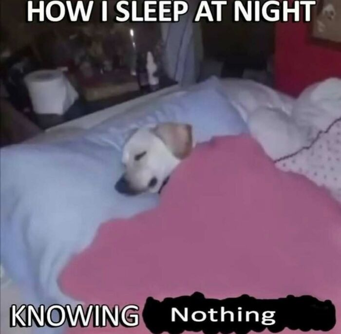 Dog sleeping soundly under a blanket, a comforting animal meme helping to lighten heavy thoughts at night.