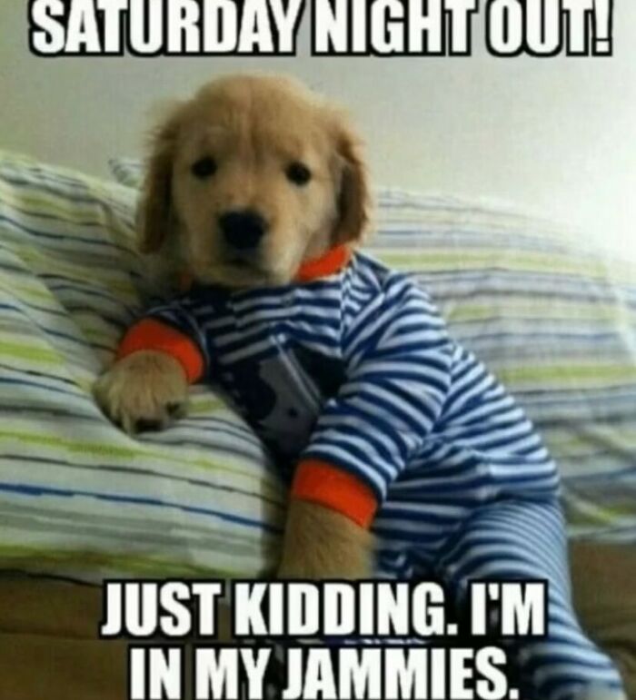 Cute puppy in striped pajamas lying on a bed, a funny animal meme to help lighten heavy thoughts.