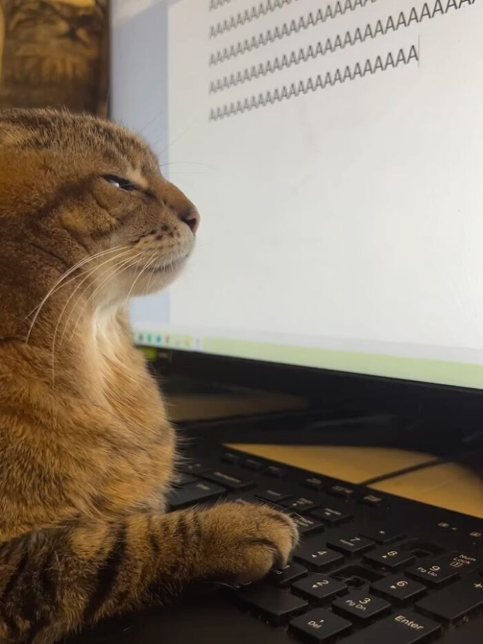 Cat sitting at a keyboard looking at a computer screen with repeated text, a humorous animal meme image.