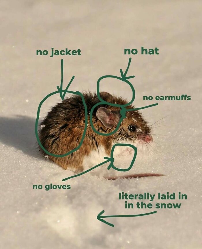 Small rodent sitting in snow with text annotations highlighting no jacket, hat, gloves, or earmuffs in animal memes.