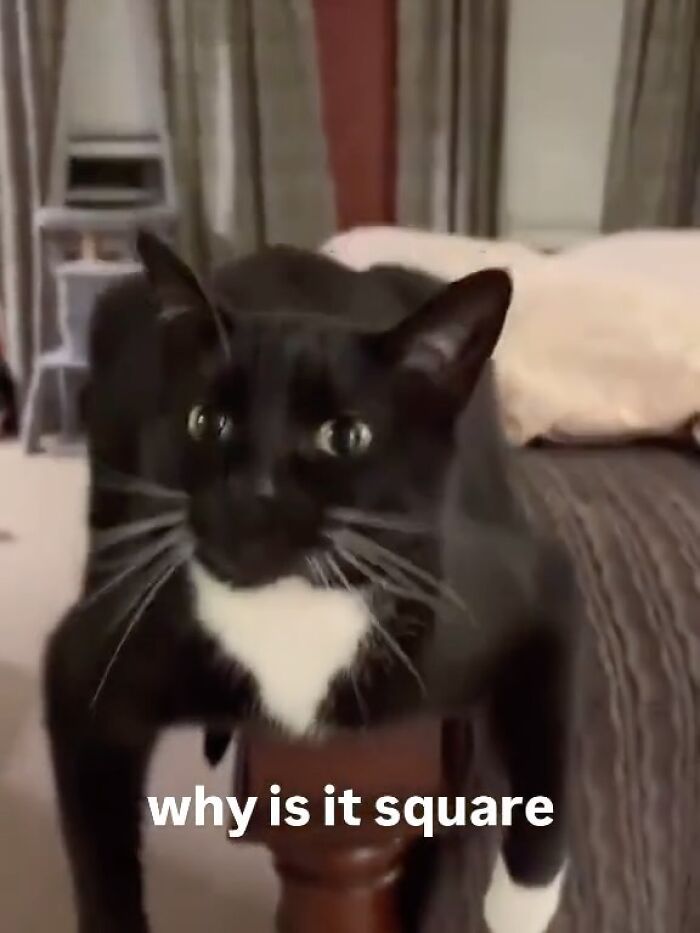 Black and white cat resting on a chair leg with caption about shape in a humorous animal memes context.