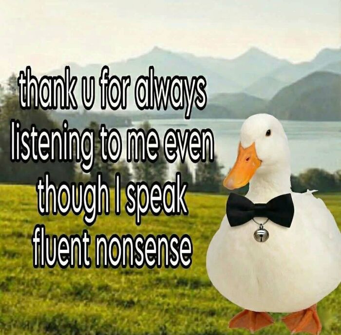 Duck wearing a bow tie with a humorous caption, an example of an animal meme to lighten heavy thoughts.