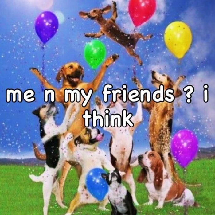 Group of happy dogs with colorful balloons outdoors, celebrating and enjoying, featured in popular animal memes.