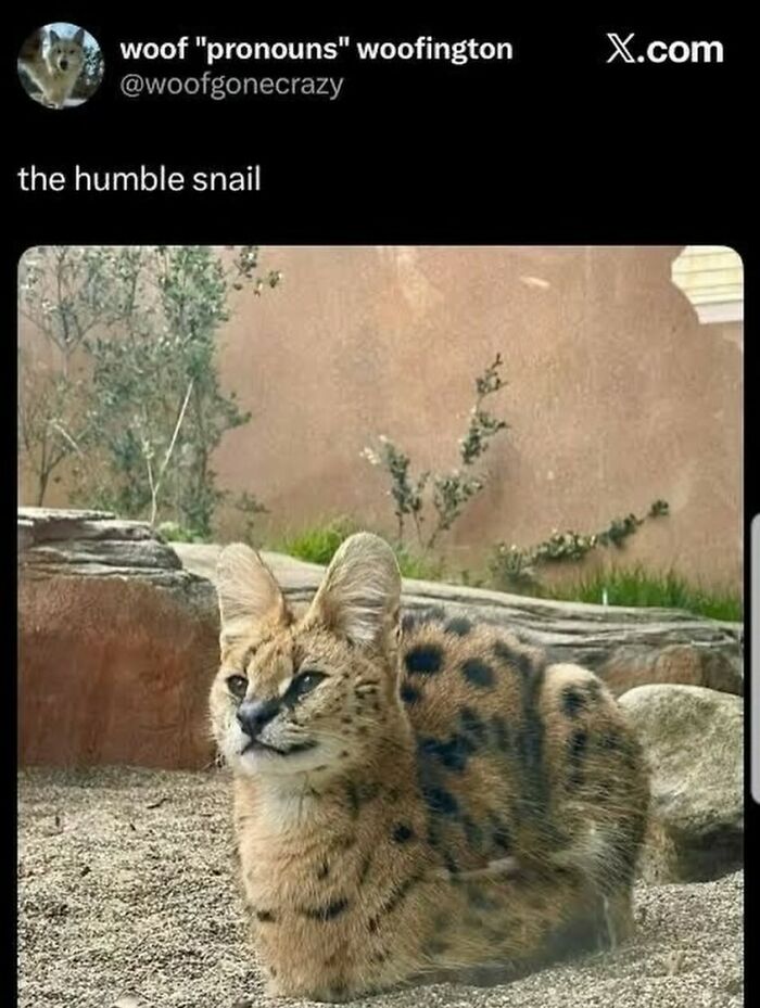 A serval cat with the body of a snail shell, showcasing animal antics forming perfect memes.