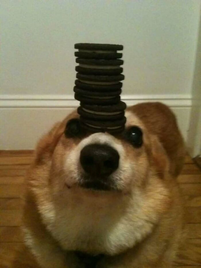 Adorable dog balancing a stack of cookies on its nose, showcasing the cuteness and funny side of pets deserving the best snacks.
