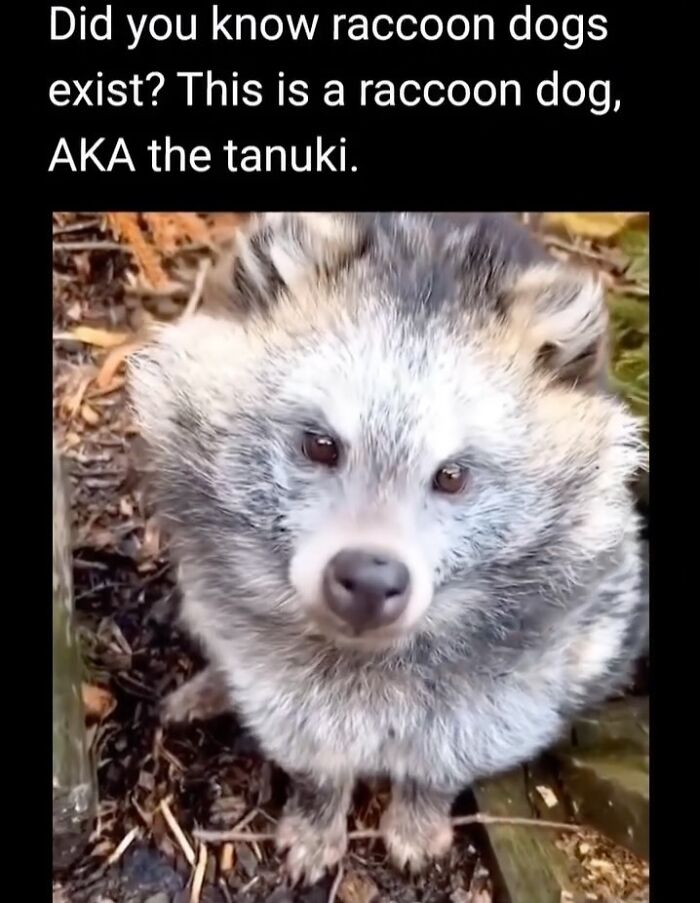 Close-up of a raccoon dog, also called a tanuki, in natural outdoor surroundings animal memes.