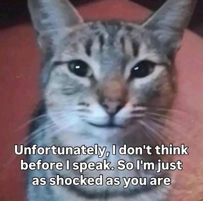 Close-up of a cat meme with text humor, one of many popular animal memes helping people forget heavy thoughts.
