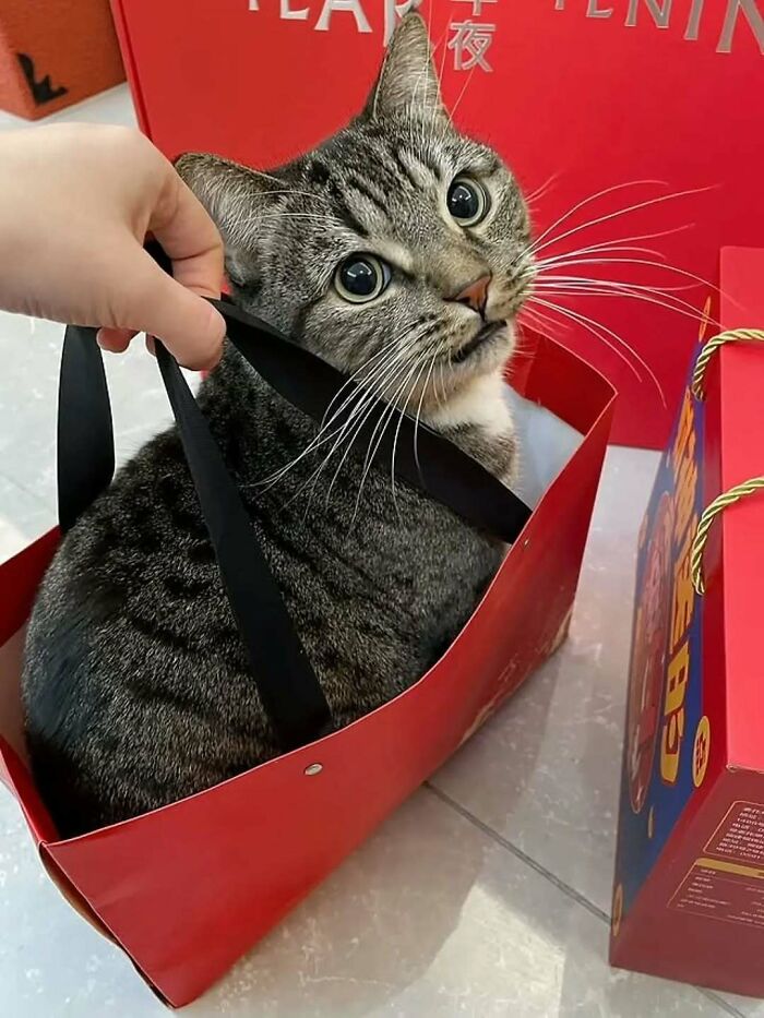 Adorable tabby cat sitting inside a red gift bag, showcasing funny and cute pets that deserve the best snacks for cuteness.