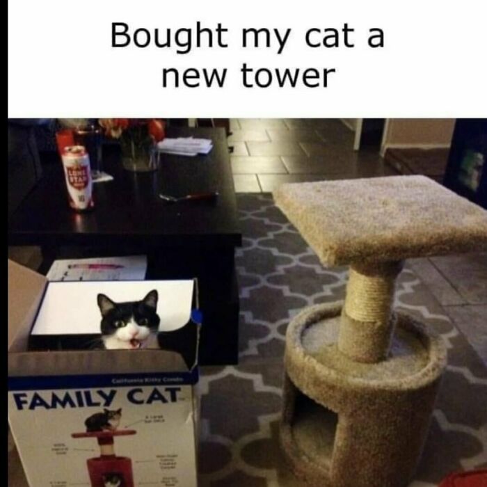 Cat sitting inside a box instead of a new tower animal meme showing humorous pet behavior and funny animal moments.
