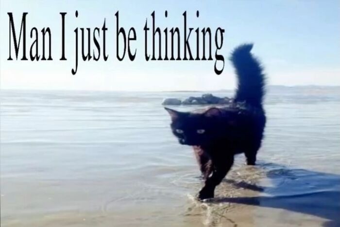 Black cat walking in shallow water with text meme about thinking, part of animal memes helping lighten heavy thoughts.