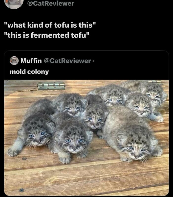 Seven fluffy baby animals with blue eyes lying closely together on a wooden floor, cute animal memes to lighten heavy thoughts.