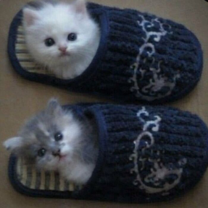 Two adorable kittens snugly sitting inside cozy blue slippers in a cute animal meme to lift heavy thoughts.