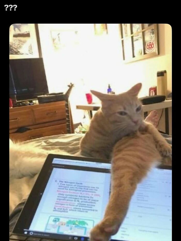 Orange cat resting on a bed with a laptop, cute animal meme helping people forget heavy thoughts in a cozy room setting.
