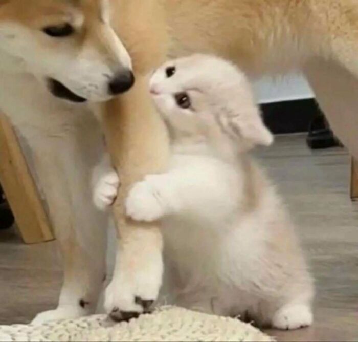 Cute kitten hugging a dog's leg, showcasing funny and adorable cats and dogs deserving the best snacks for their cuteness.