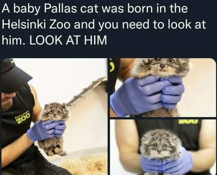 Baby Pallas cat being gently held by zoo staff, showcasing adorable animal memes that bring joy and lighten heavy thoughts.