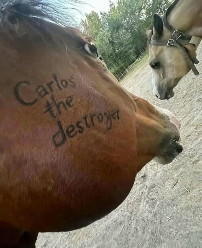 Close-up of a brown horse with "Carlos the destroyer" written on its neck, with another horse nearby in an outdoor setting.