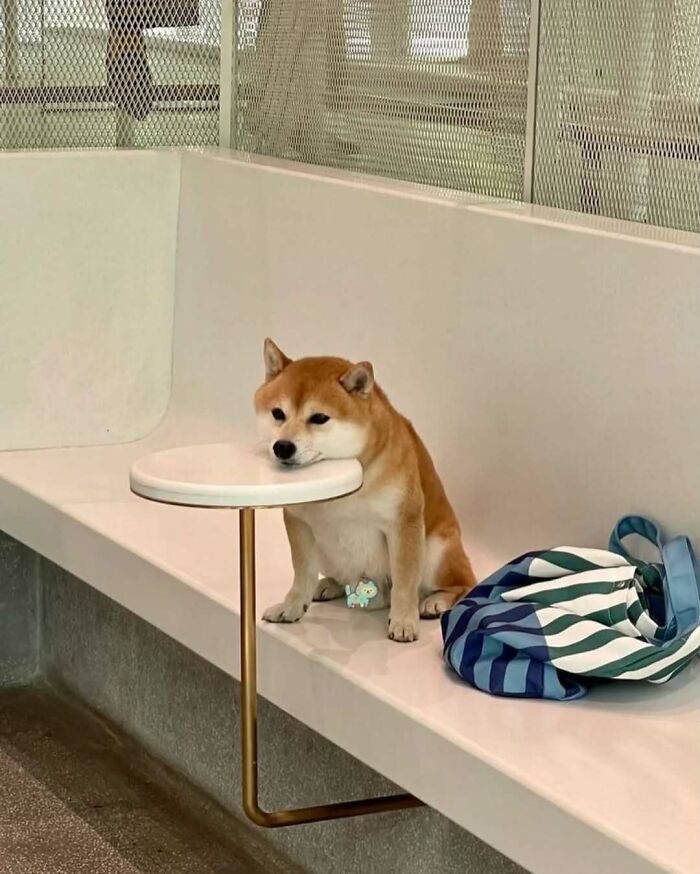 Shiba Inu dog resting its head on a small table, looking adorable and funny in a modern indoor setting.
