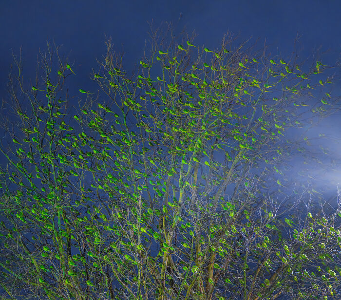 Don't Be Fooled, You See Leaves On A Tree In London In Winter, Not 1,000 Green Parrots