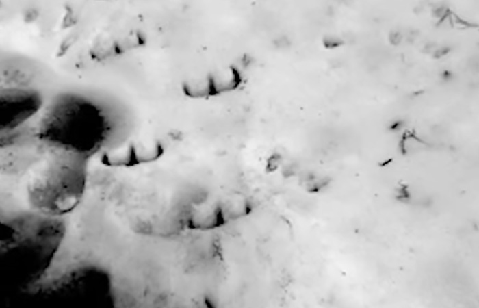 Close-up of strange claw-like animal tracks in snow, illustrating chilling urban legends that could be real.